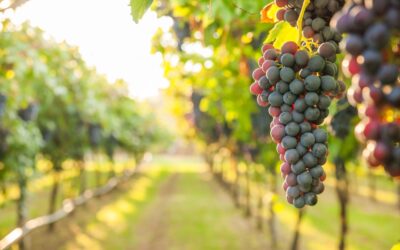 As Wine Travel Shifts, Retail Must Adapt