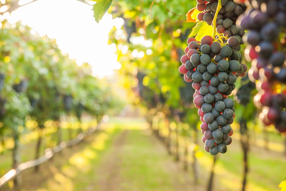 Bunches of purple grapes hanging from vines in a sunlit vineyard row.